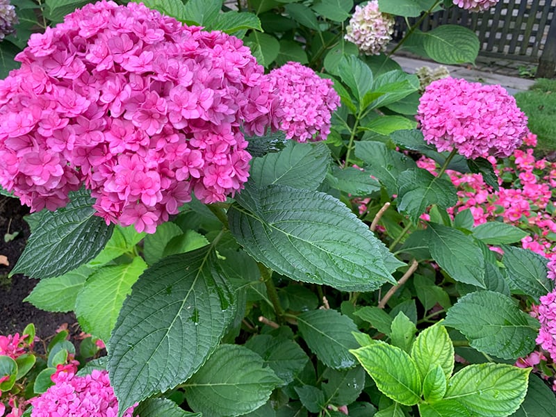 Front Yard Landscaping Ideas - eden