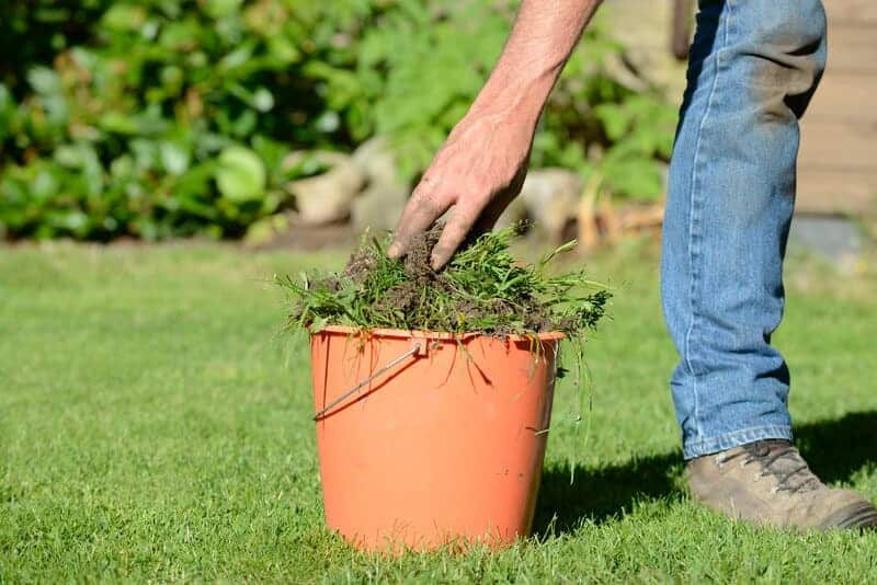 Weed store control organic