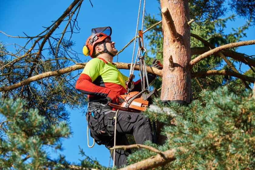 Tree Removal Near Me