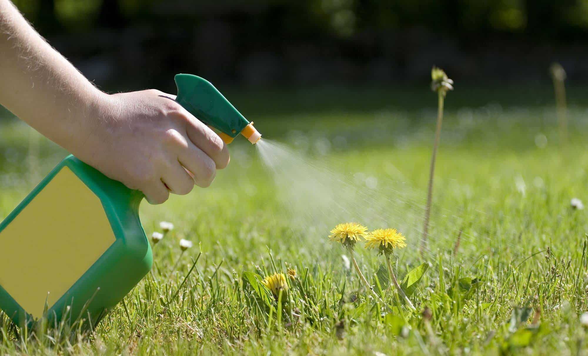 Weed removal from deals lawn