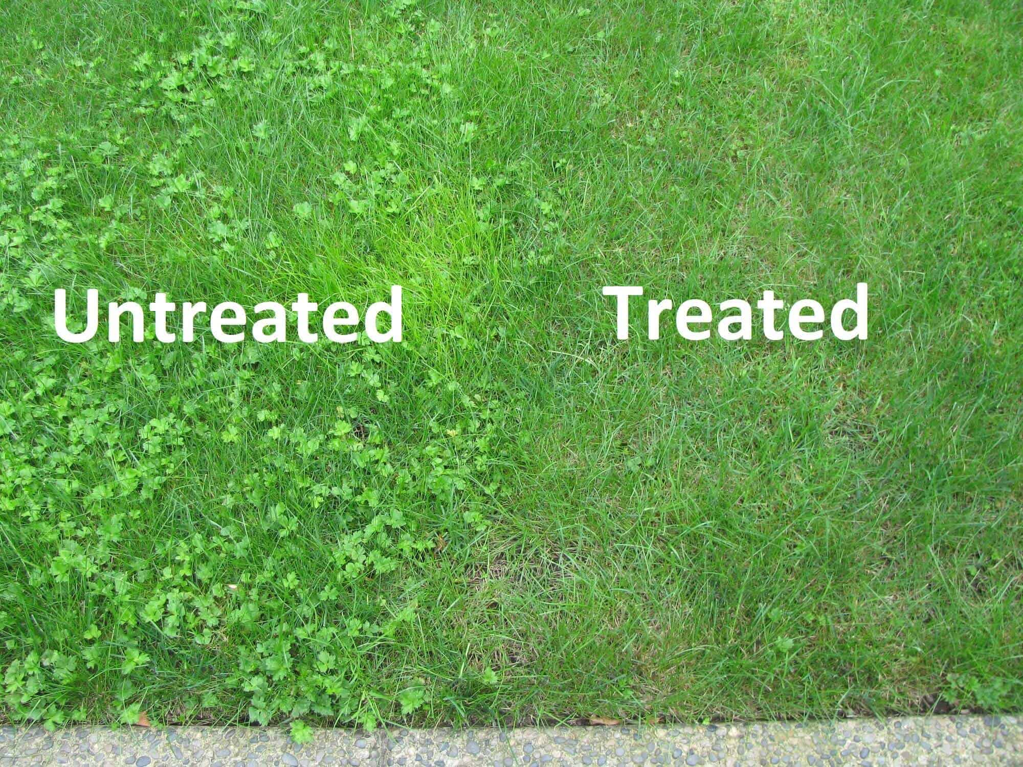 Weed lawn clearance care