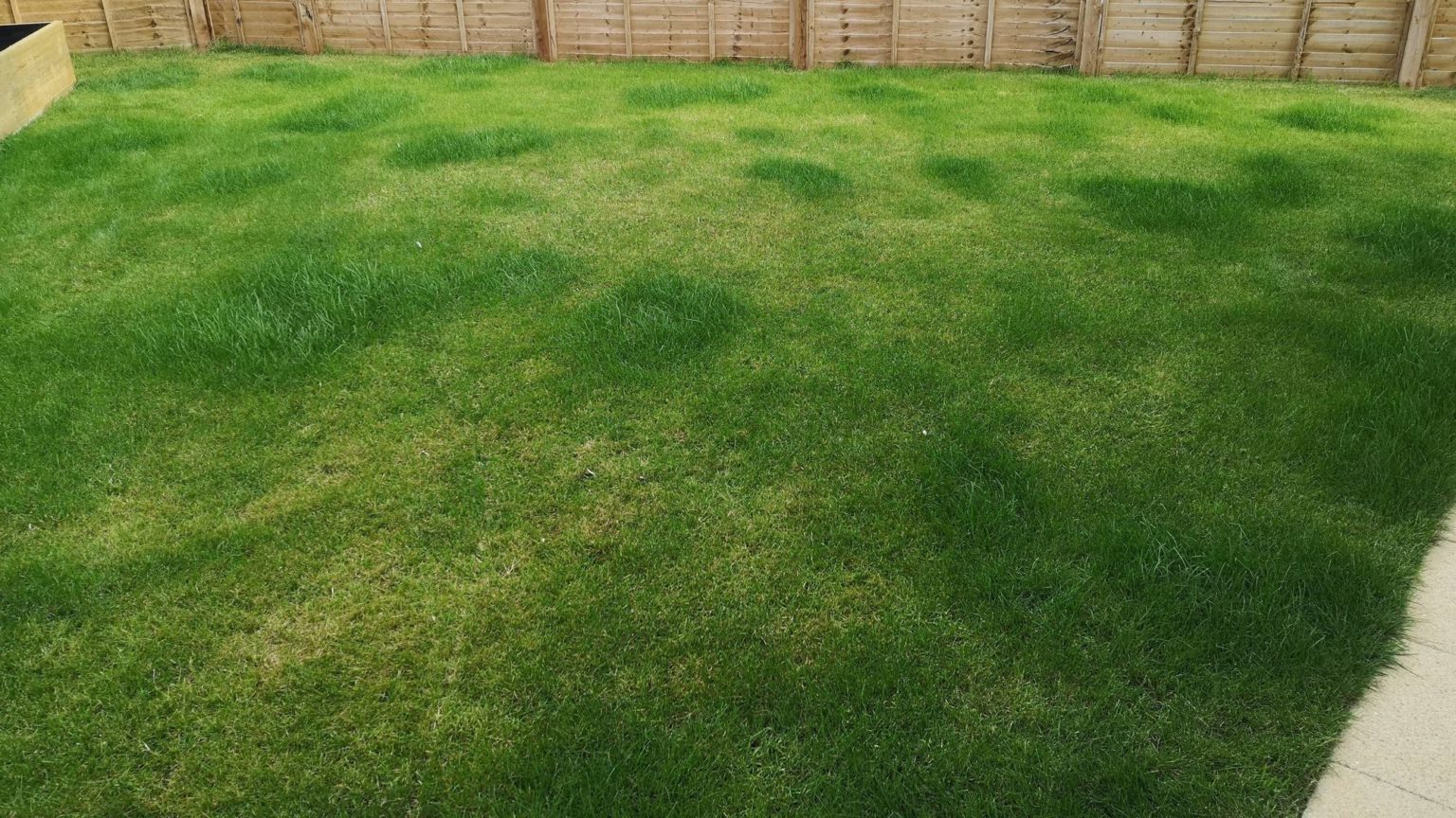 How to Treat Patchy Grass Eden Lawn Care and Snow Removal
