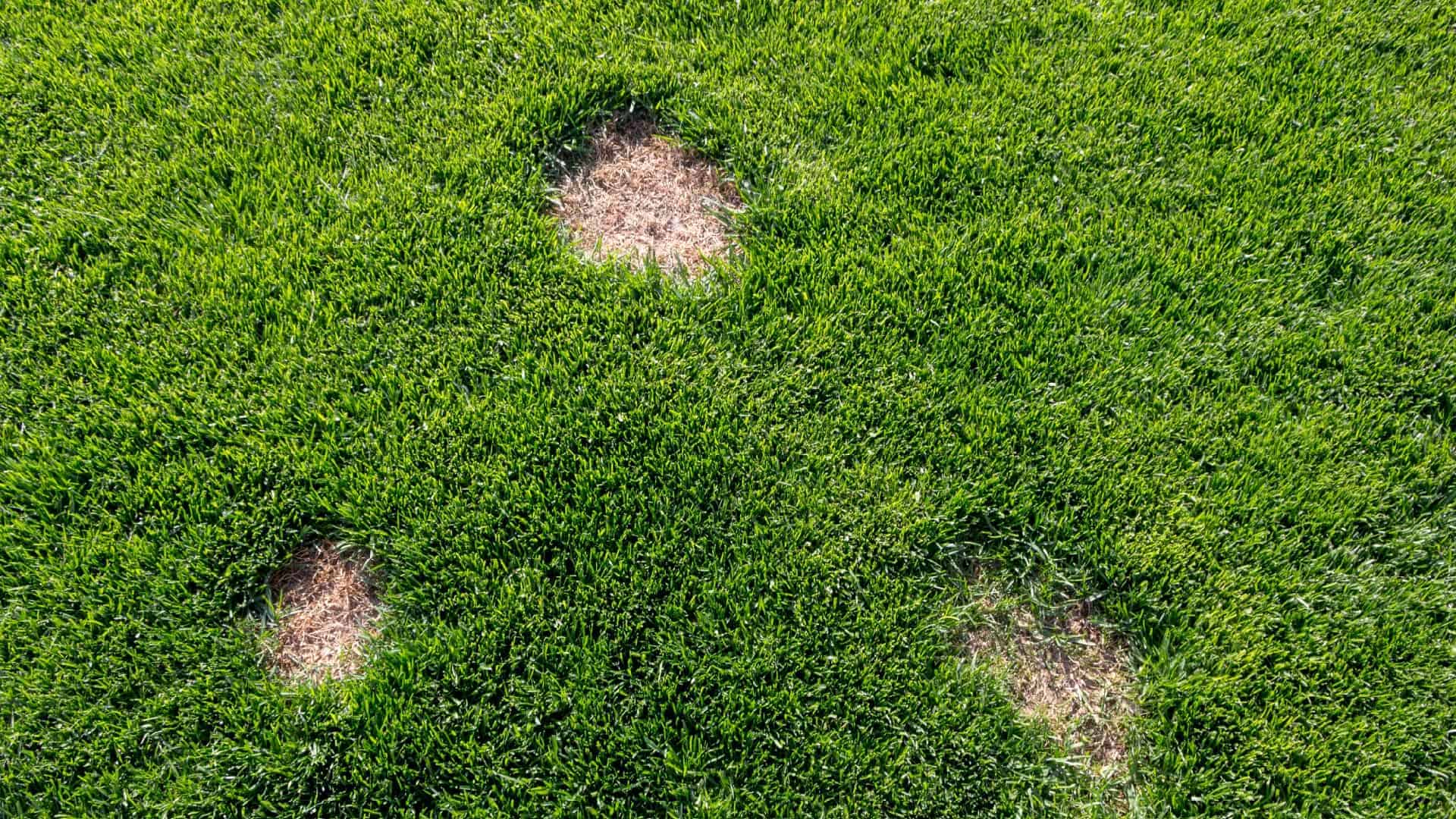 How to Stop Lawn Fungus Lawn Maintenance Guide