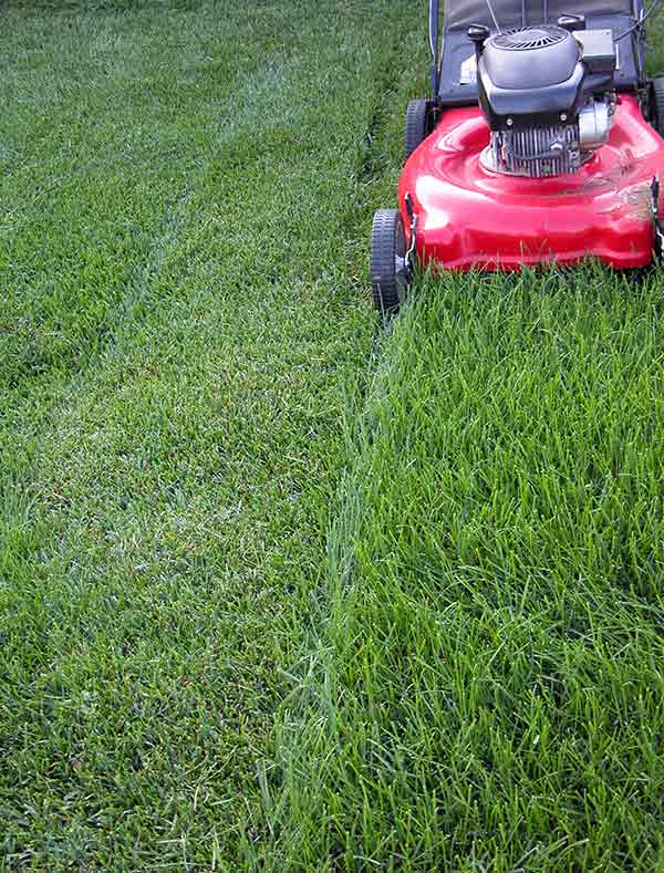 The Ideal Grass Mowing Height Eden Grass Cutting Services