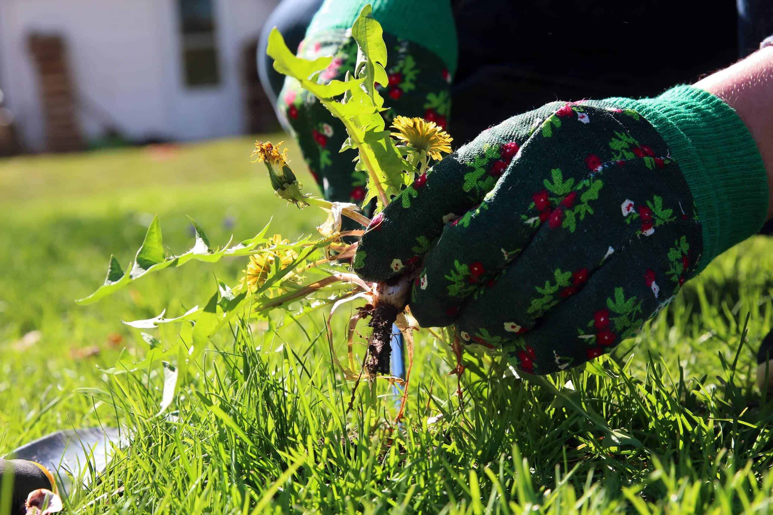 What Are the Most Suitable Weed Control Methods? | Eden Lawn Care and ...