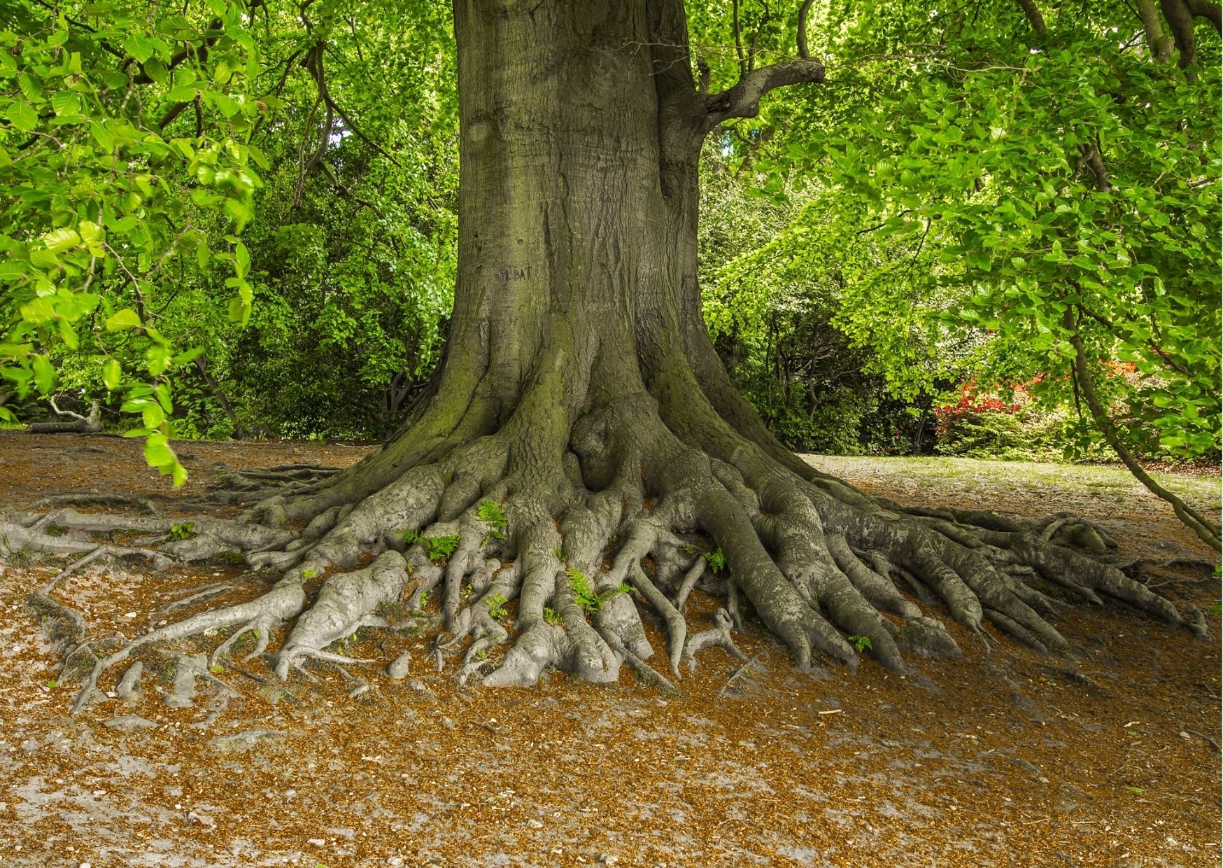 tree roots underground design