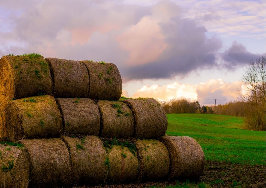 How Much Does Sod Cost? Edenapp Landscaping Service