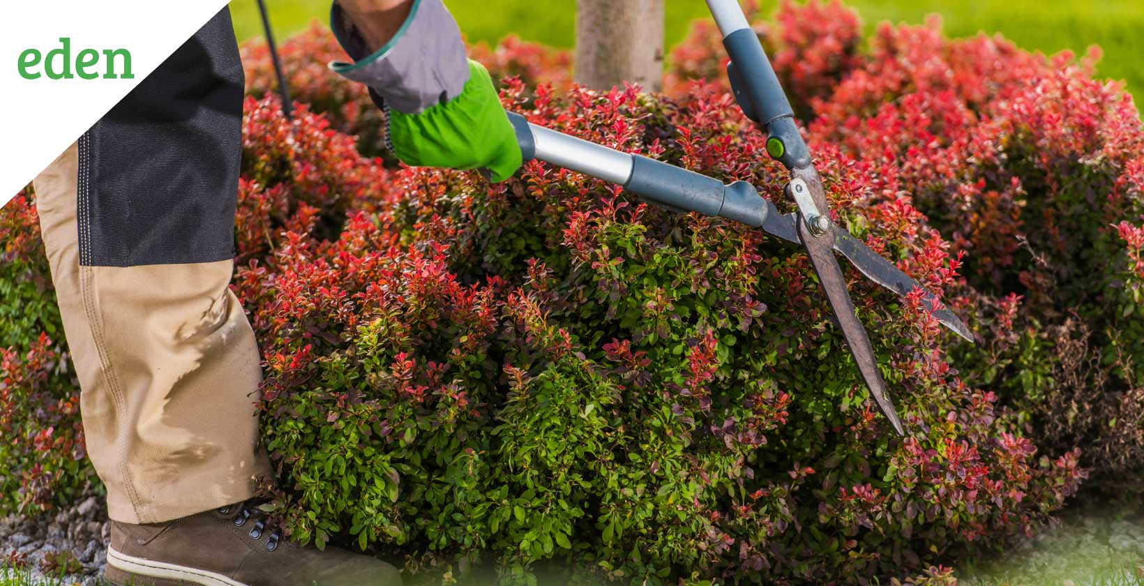 Pruning and Trimming Bushes and Shrubs