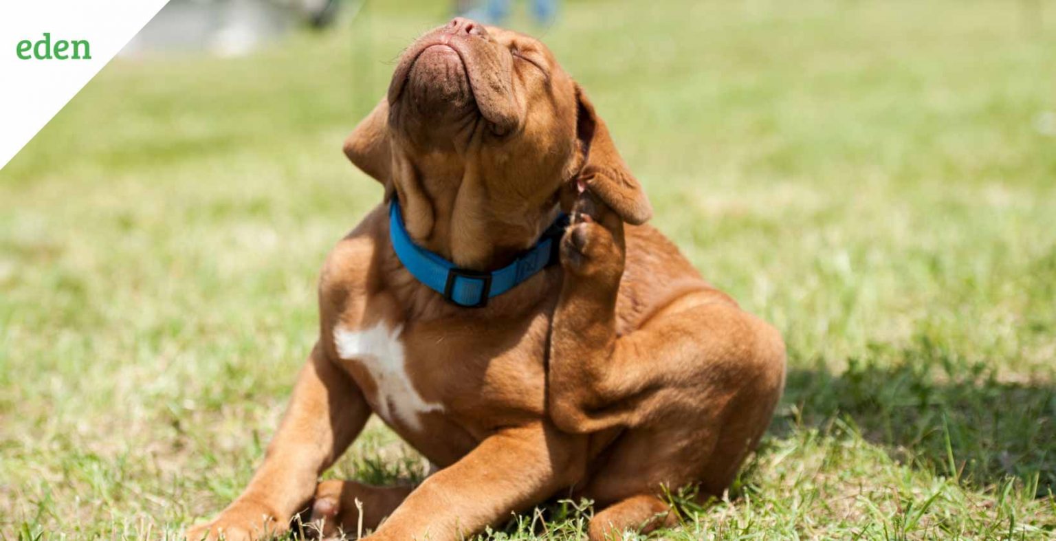 How to Treat Fleas in the Yard Eden Lawn Care and Snow Removal