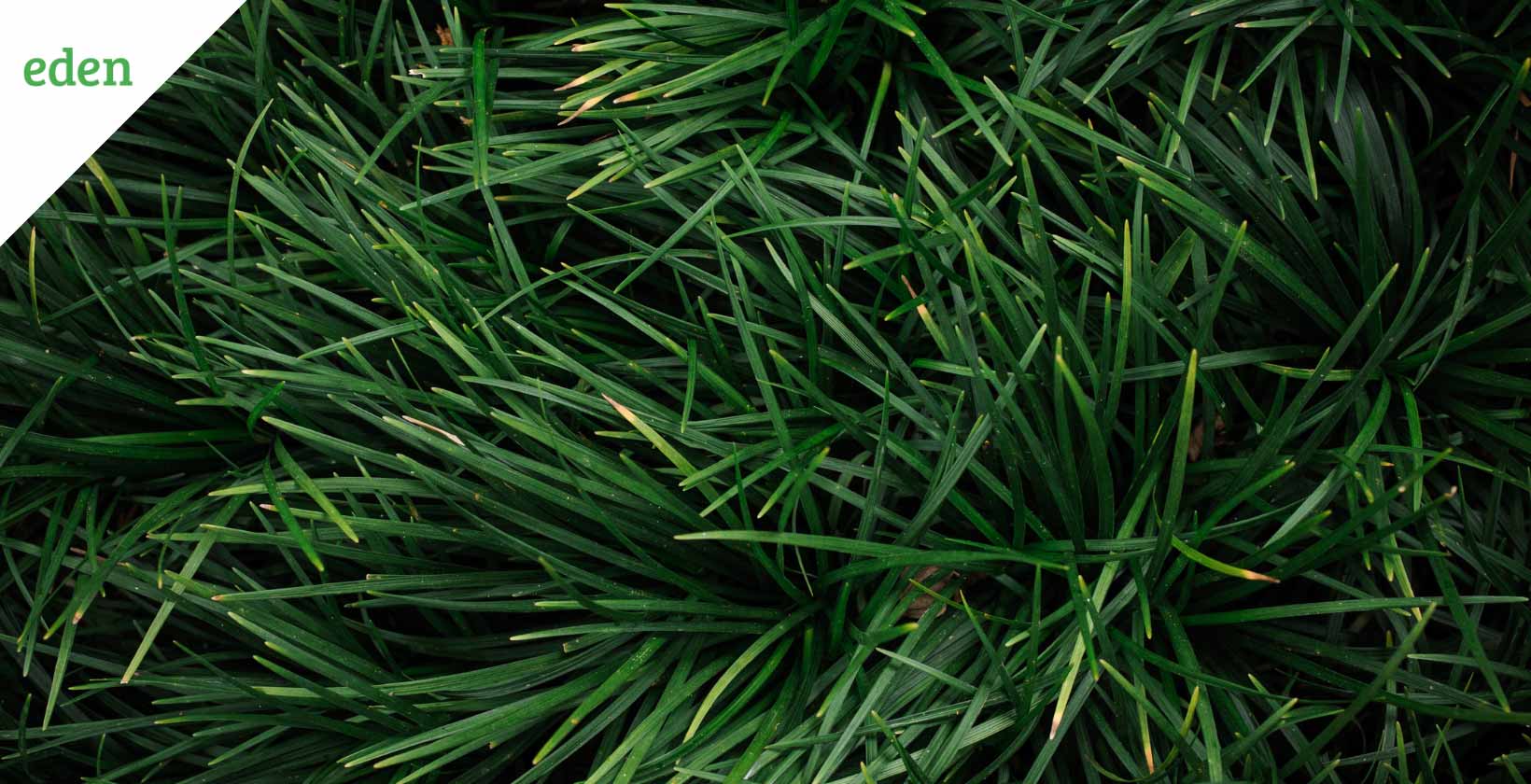 Identify Your Grass Grass Types Eden Lawn Care And Snow Removal 