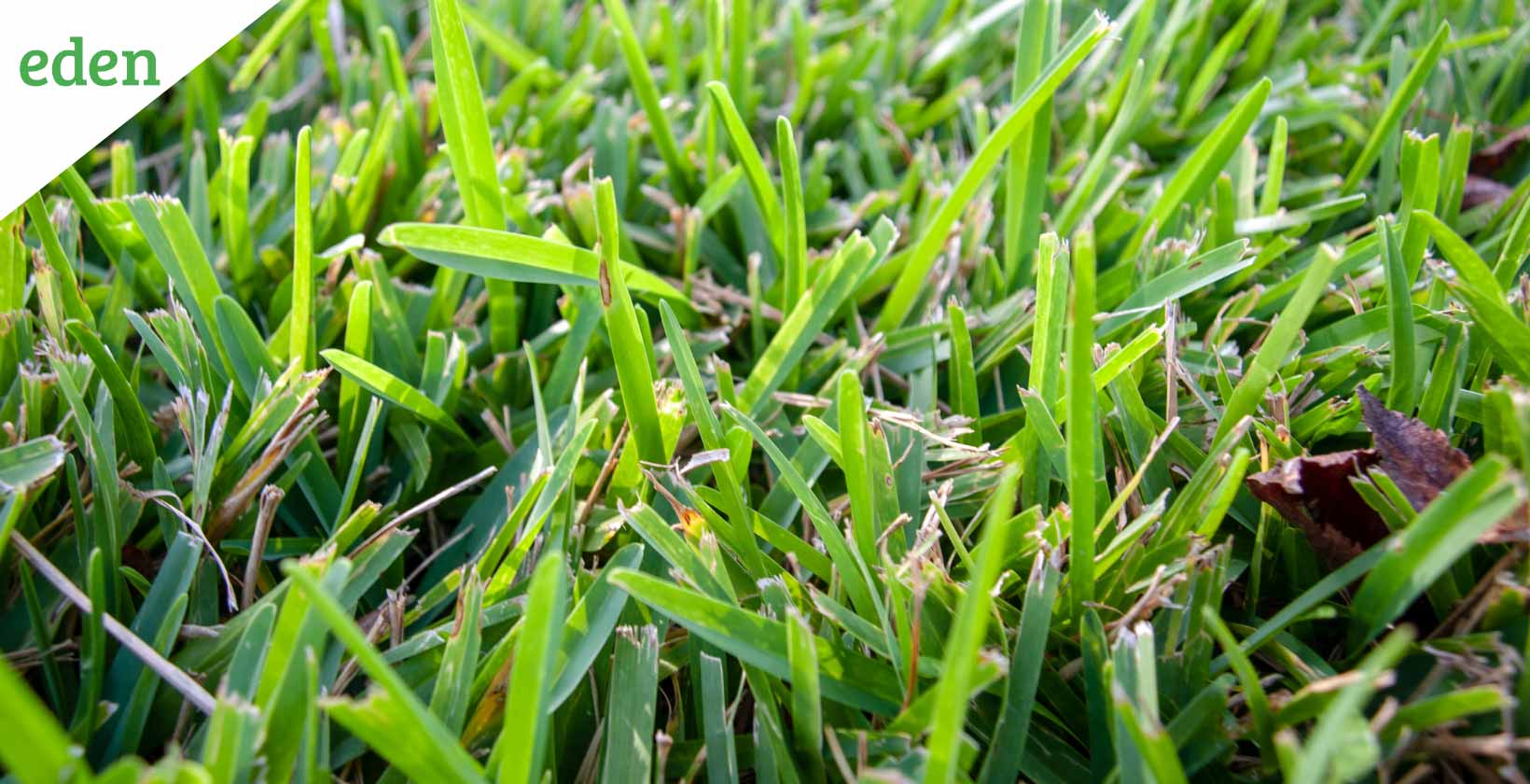 St. Augustine Grass Characteristics, Planting and Maintenance Eden