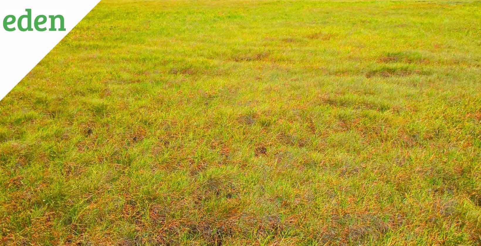 Yellow Grass Causes and Treatment