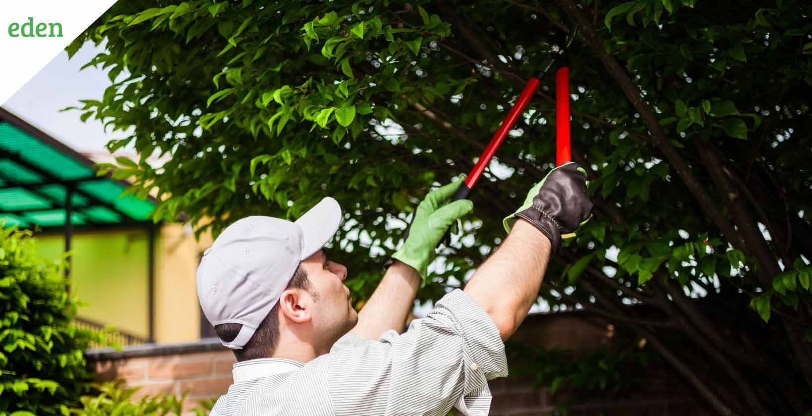 Long arm store tree pruner