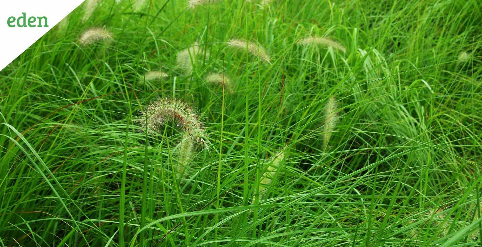 Best Ornamental Grasses