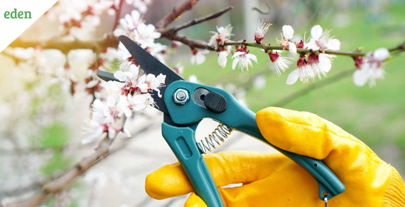 Best Secateurs for Pruning