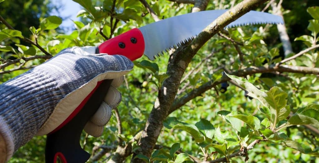Best Pruning Saws in 2022 Eden Lawn Care and Snow Removal