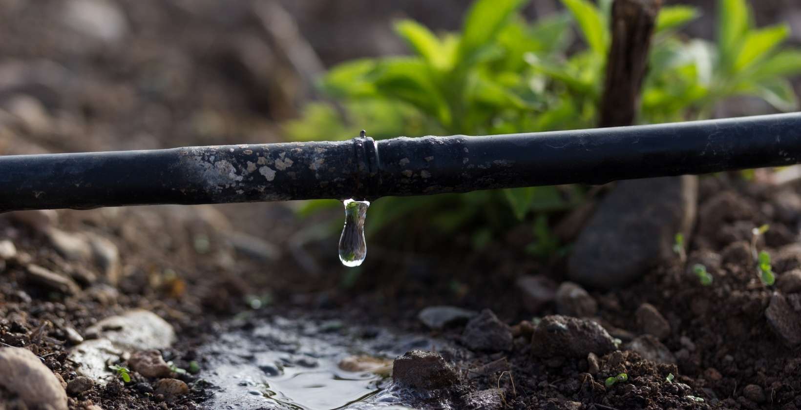 Drip Irrigation