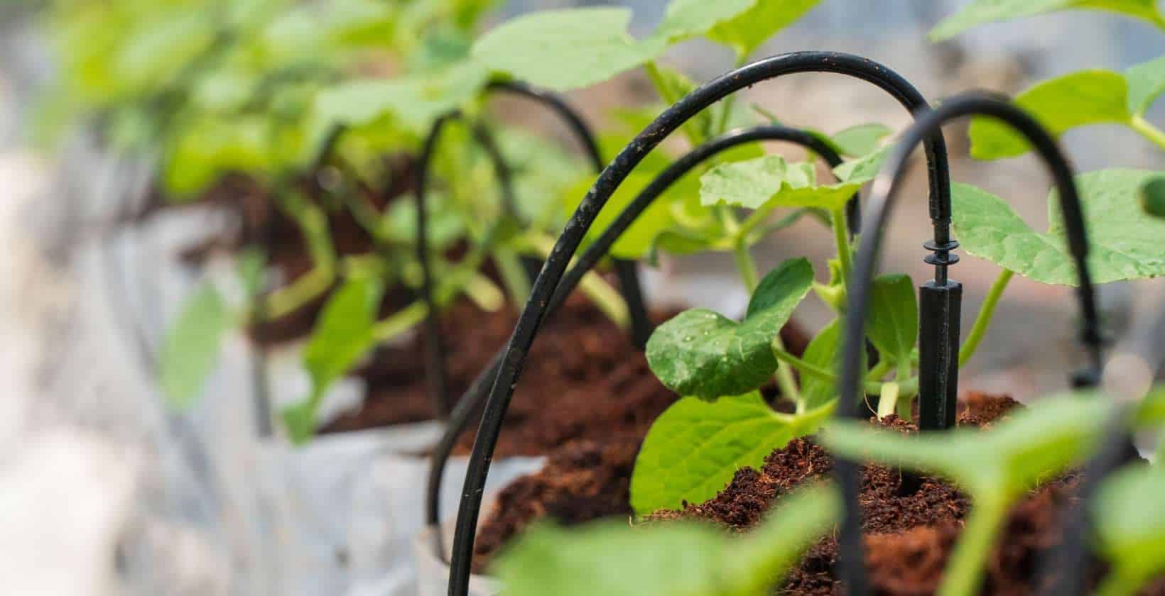 Drip irrigation