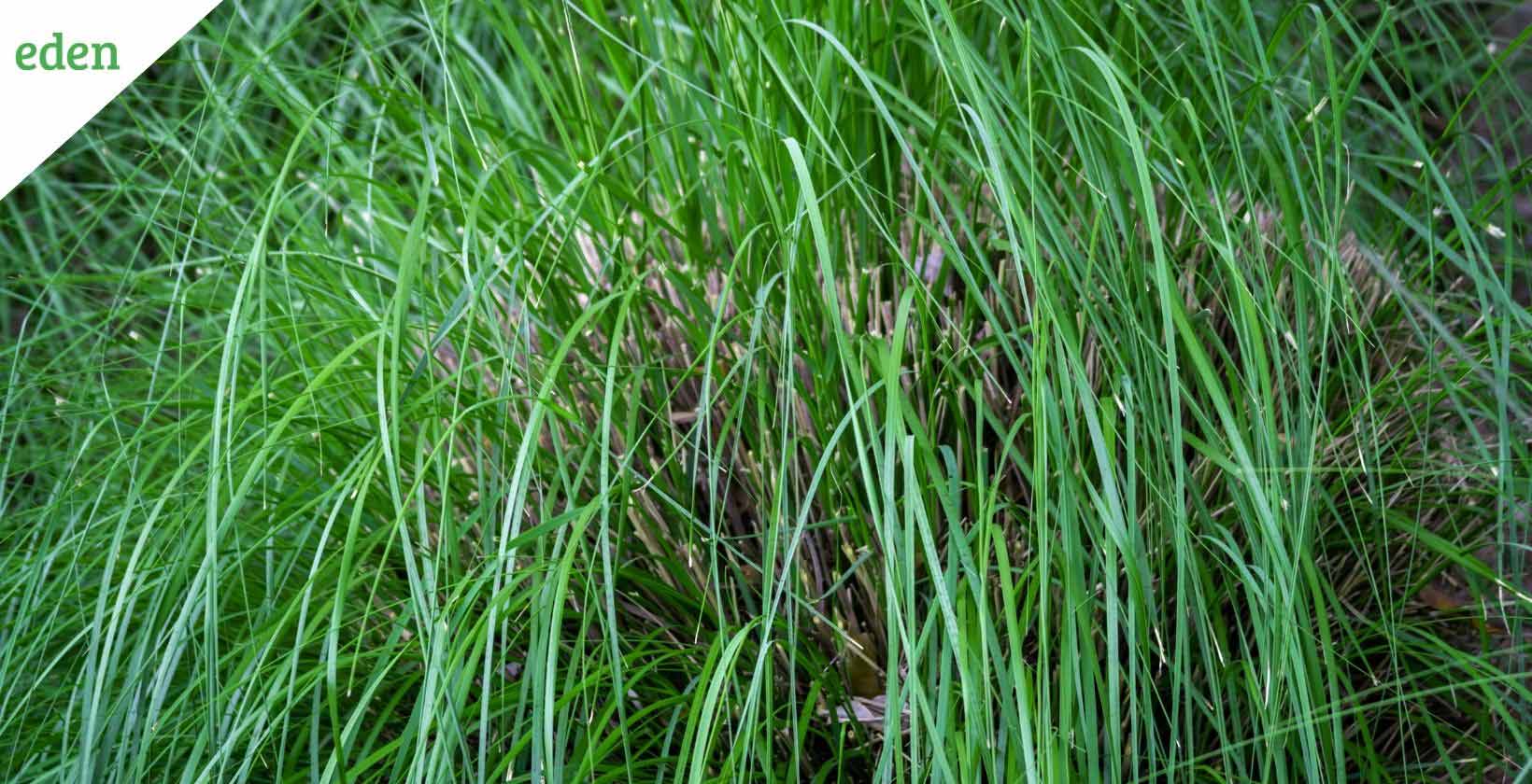 Drought deals tolerant grass