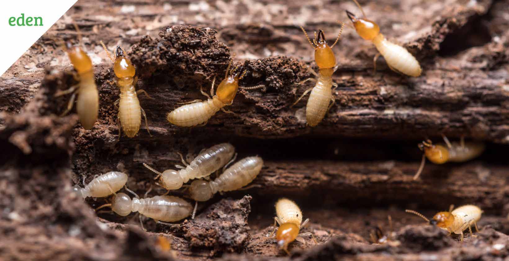 Getting Rid of Termites in your Yard