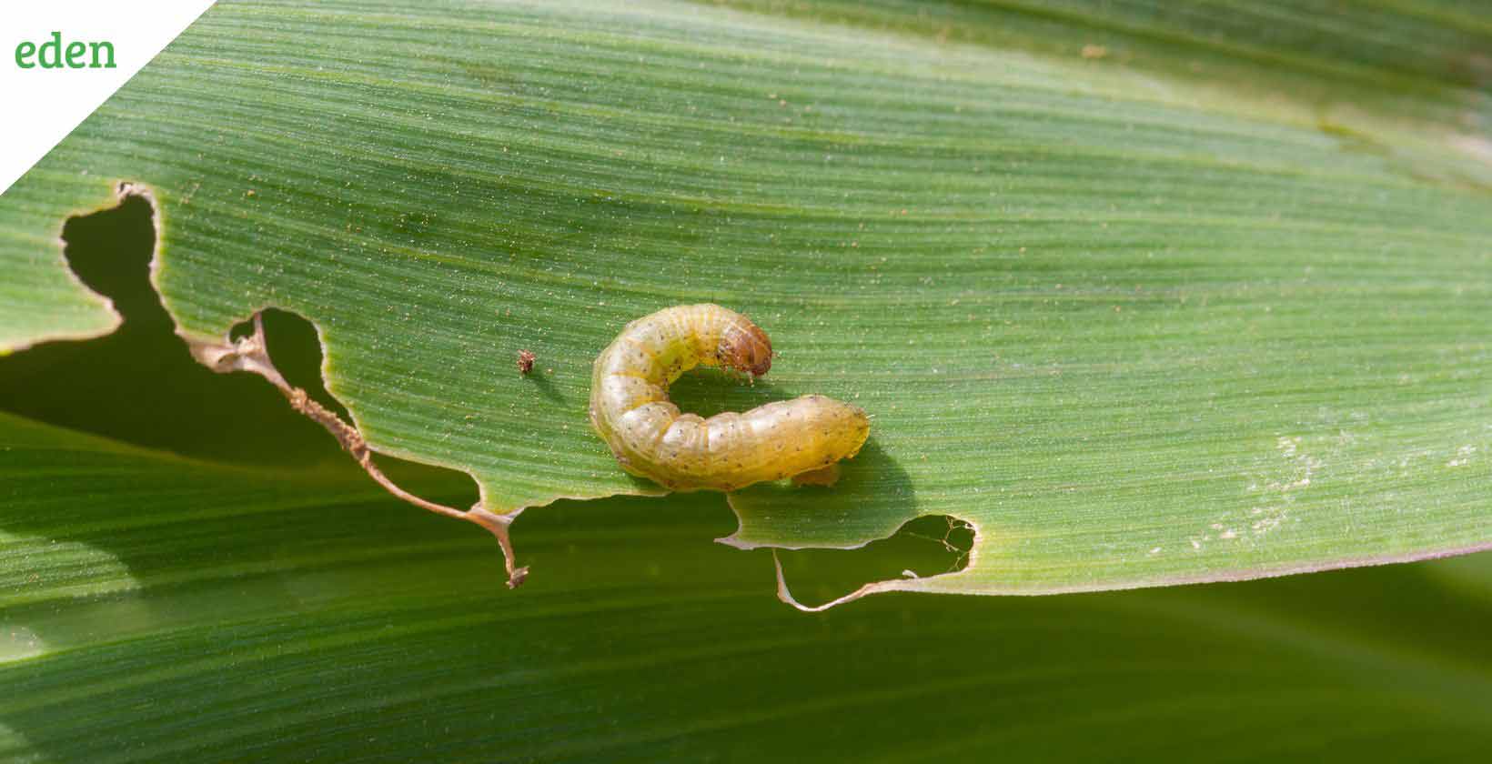 Controlling Armyworms