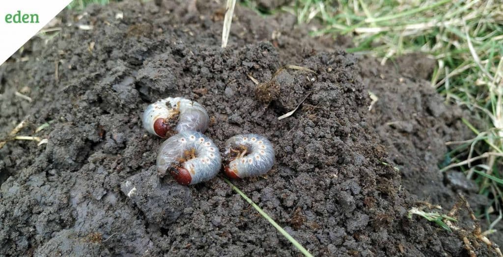 Controlling Lawn Grubs Identification and Prevention Eden Lawn Care