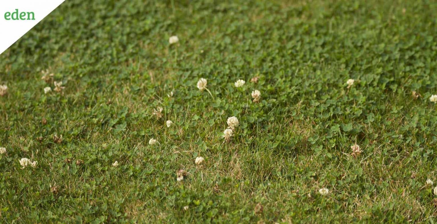 How to Kill Clover in Your Lawn Eden Lawn Care and Snow Removal