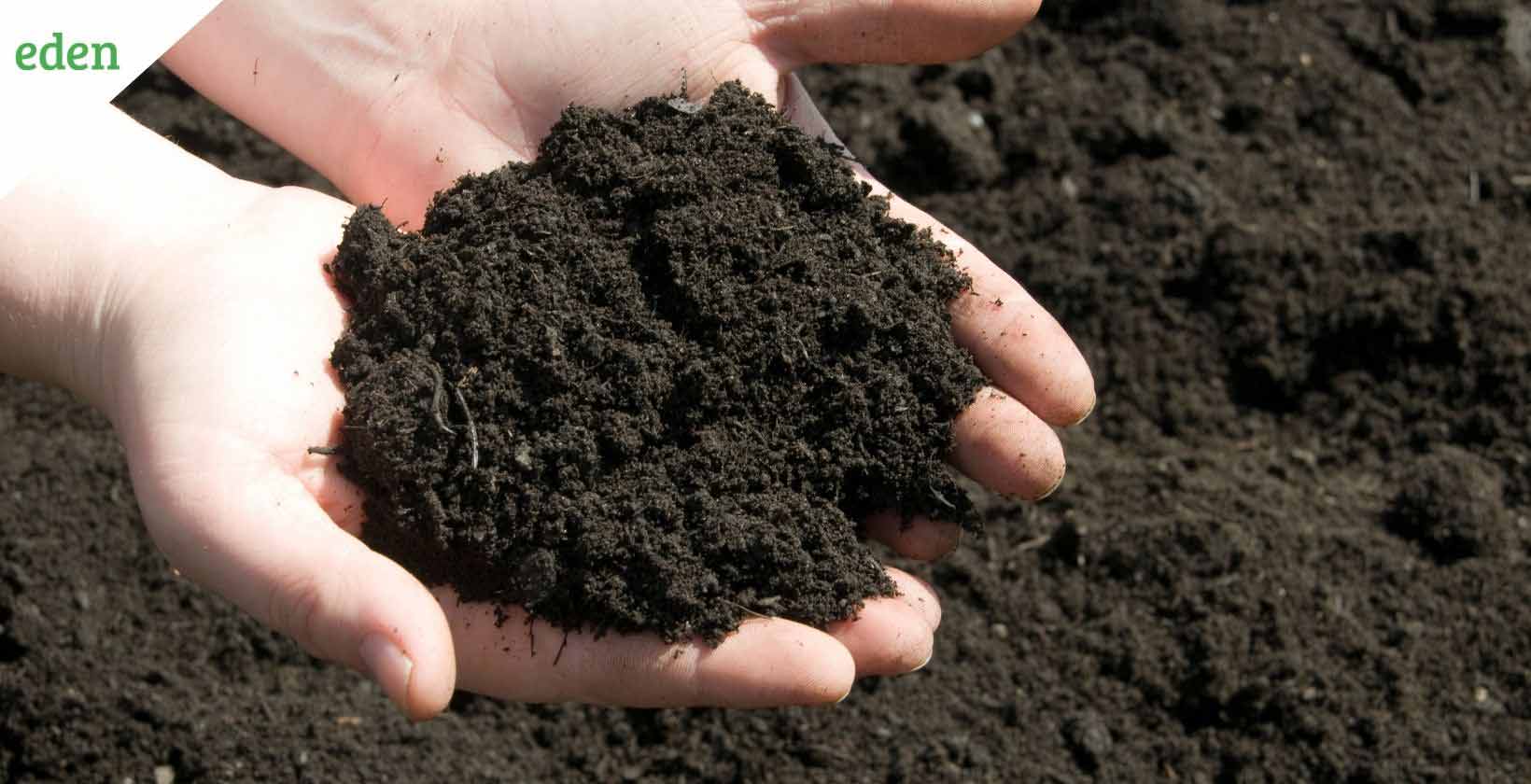 Soil or sand: Which is better for top dressing your garden?