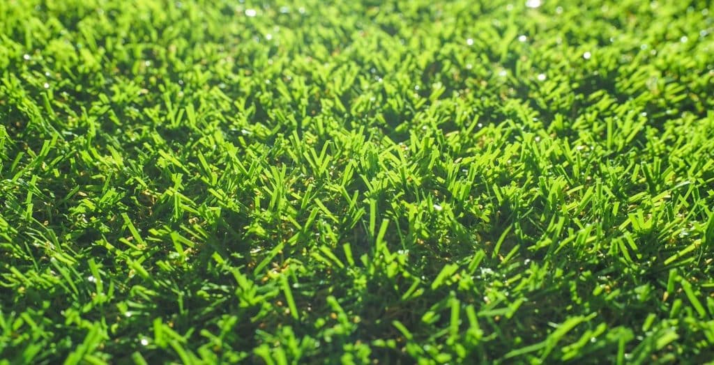 Types of Carpet Grass Eden Lawn Care and Snow Removal