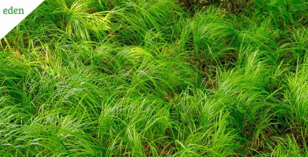What are the Grasses Grow in Shade? Eden Lawn Care and Snow Removal