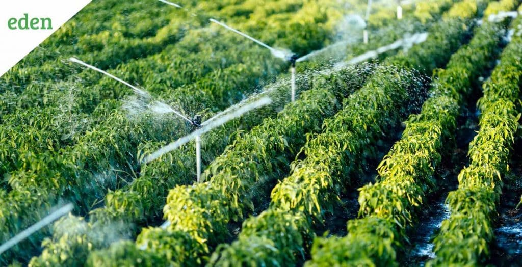 Subsurface Drip Irrigation System For Lawns at David Cox blog