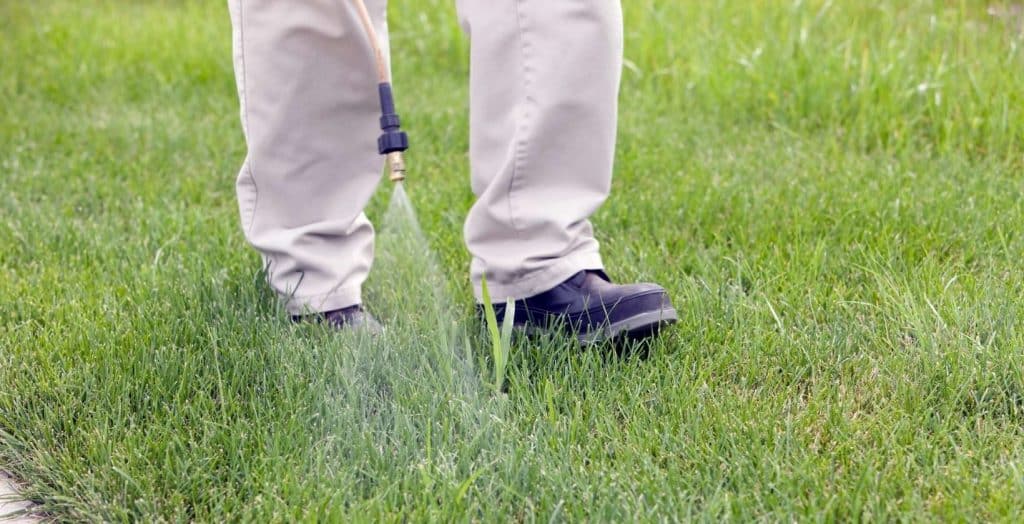 Best PostEmergent Herbicide Buyer’s Guide Eden Lawn Care and Snow Removal