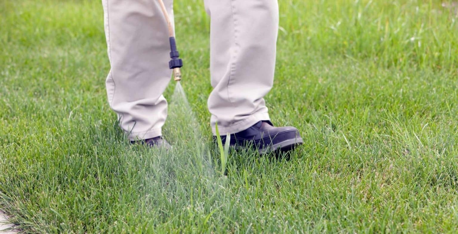 Best PostEmergent Herbicide Buyer’s Guide Eden Lawn Care and Snow