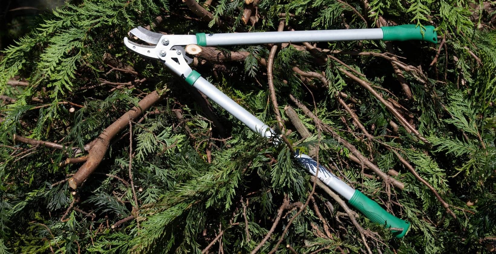 Telescopic Loppers