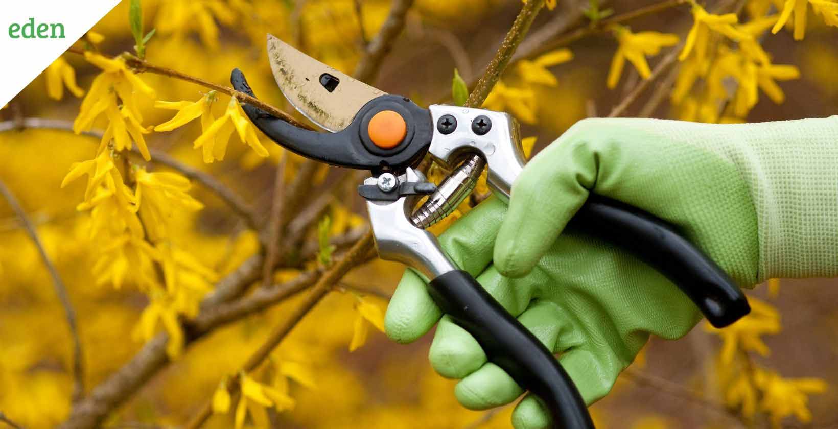 The 1/3 Rule for Pruning Shrubs