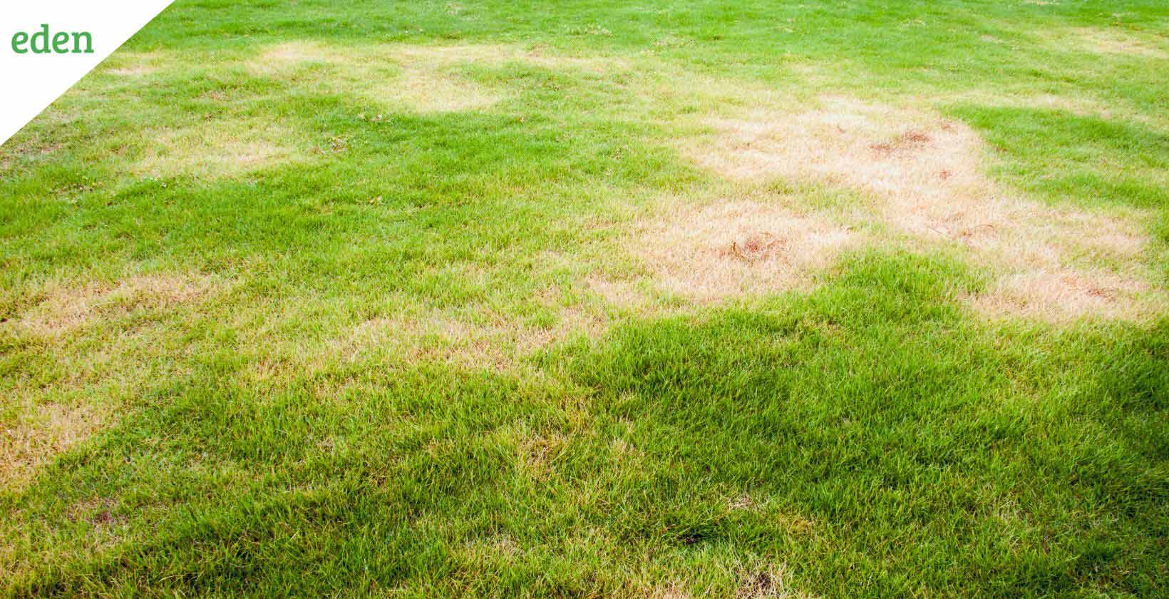 brown-spots-in-grass-causes-identification-and-prevention-eden-lawn