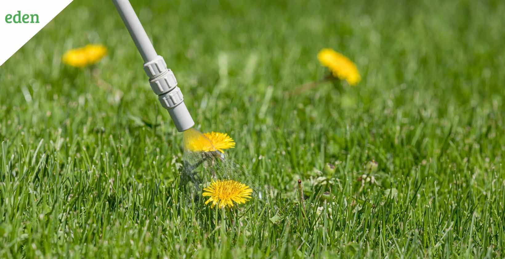 What are the Negative Impact of Weeds on Your Lawn?