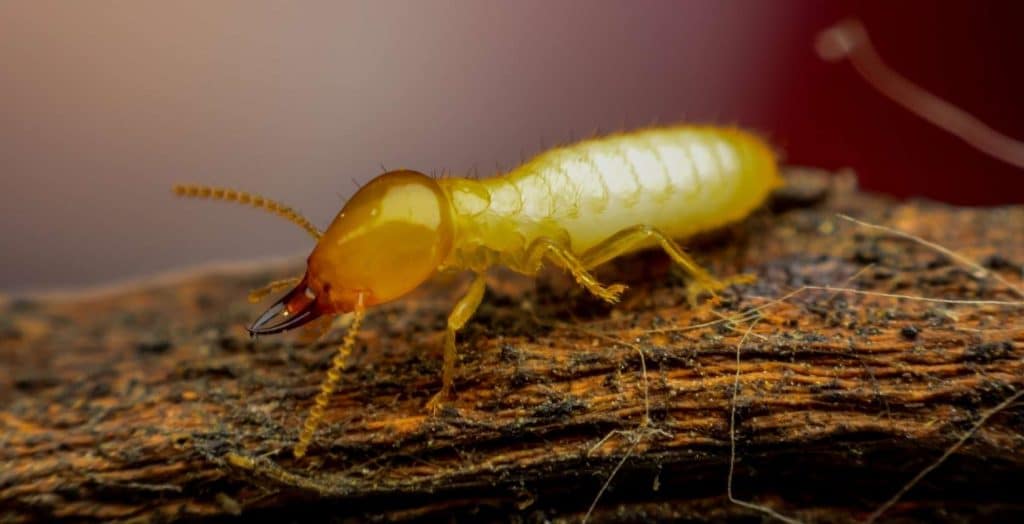 What attracts termites in your yard? Eden Lawn Care and Snow Removal
