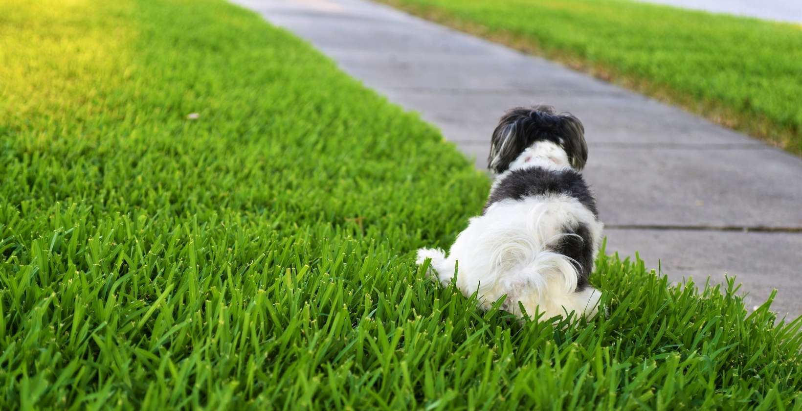 how do you neutralize dog urine on grass