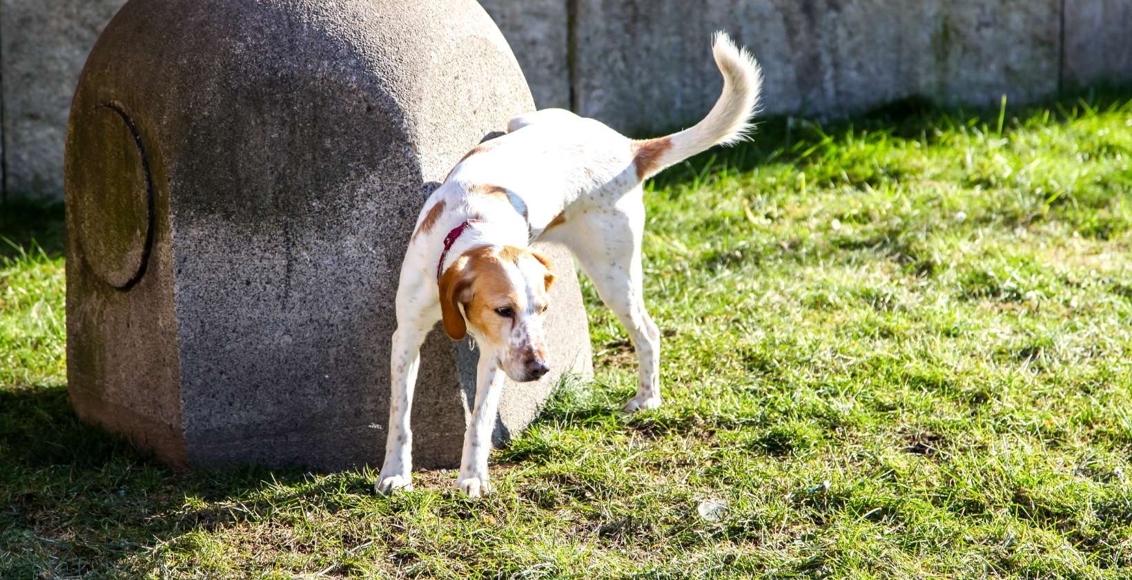 how do you neutralize dog urine on grass