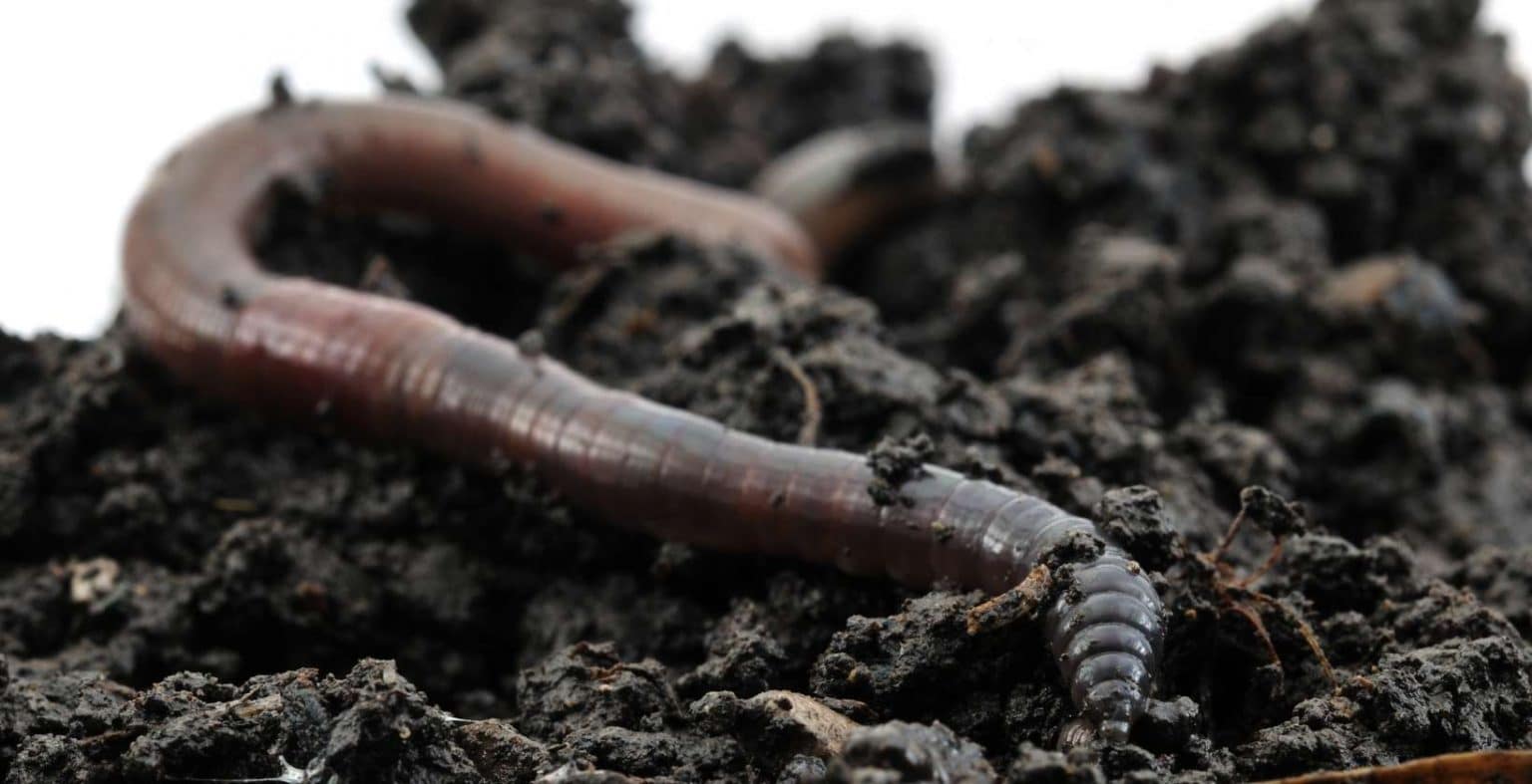 Benefits of Earthworms to Soil Health Eden Lawn Care and Snow Removal