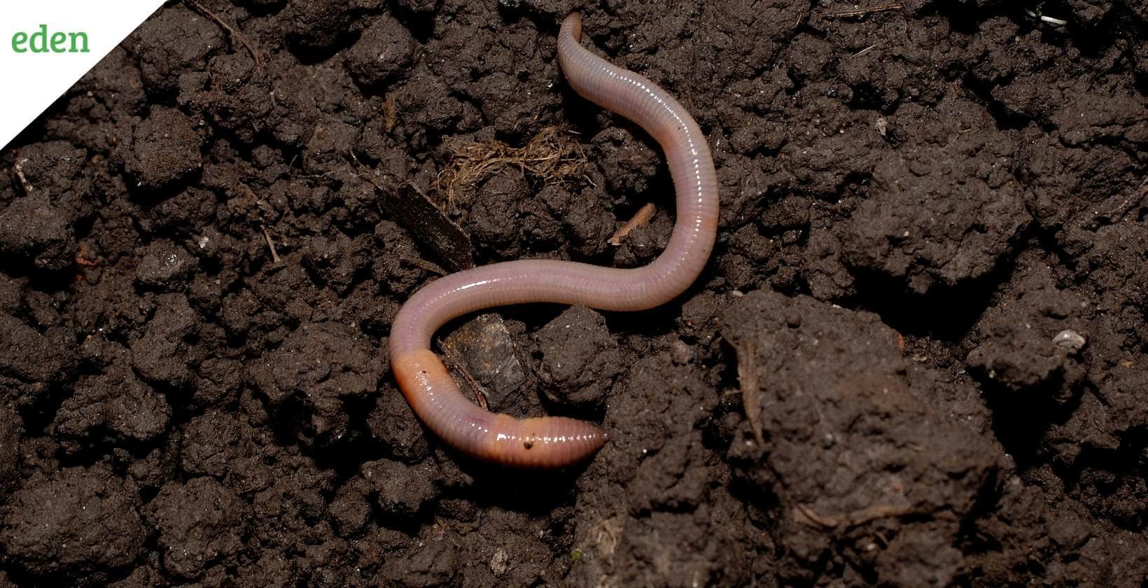 earthworms in soil