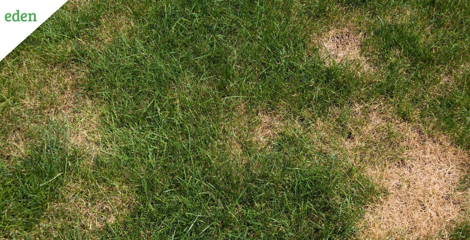 how to repair dead grass caused by dog urine