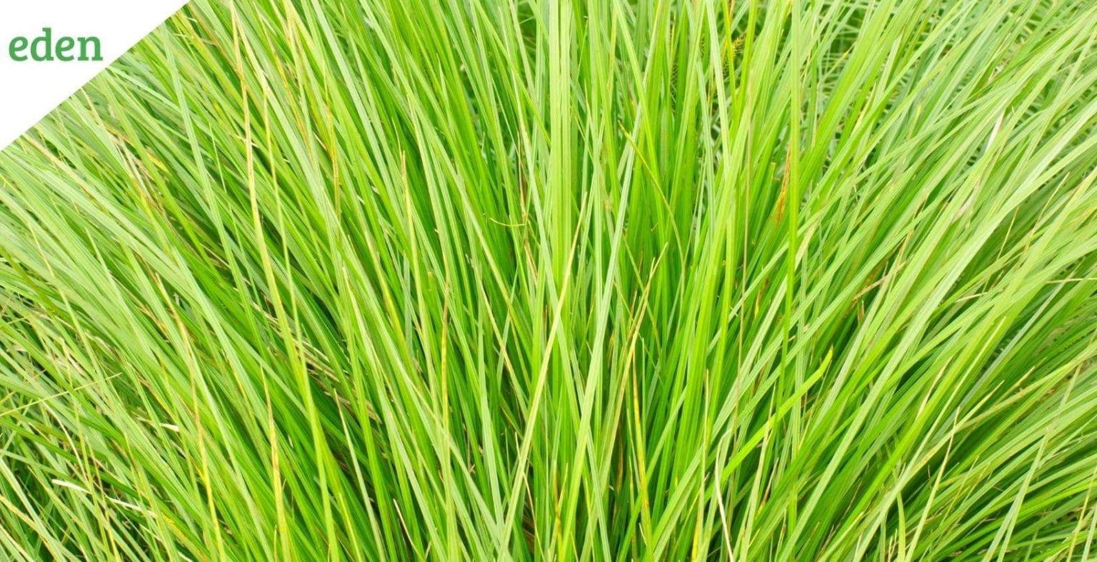 How to Fix Thinning Grass? Eden Lawn Care and Snow Removal