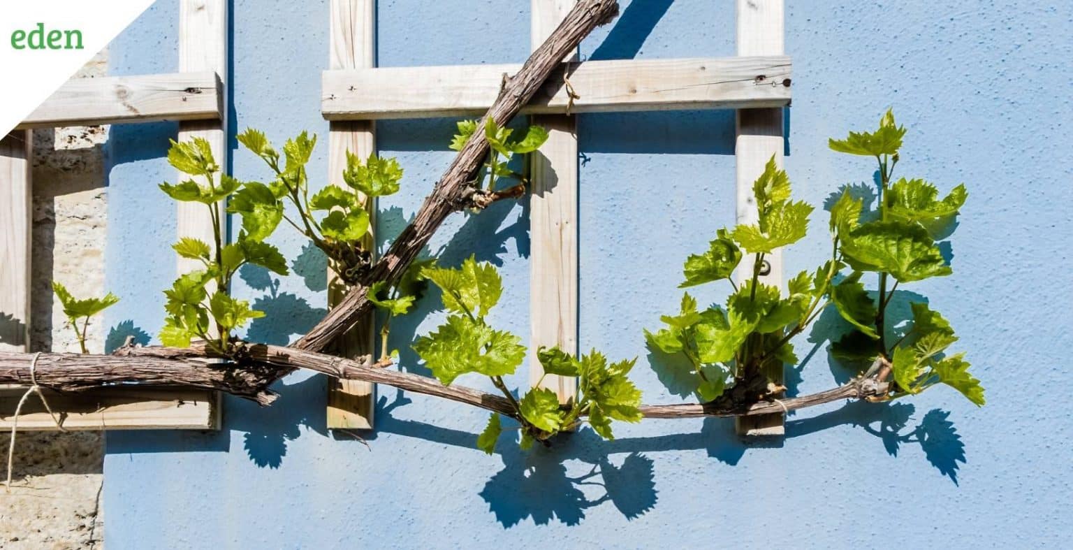 Vining Plants For Landscaping Eden Lawn Care and Snow Removal