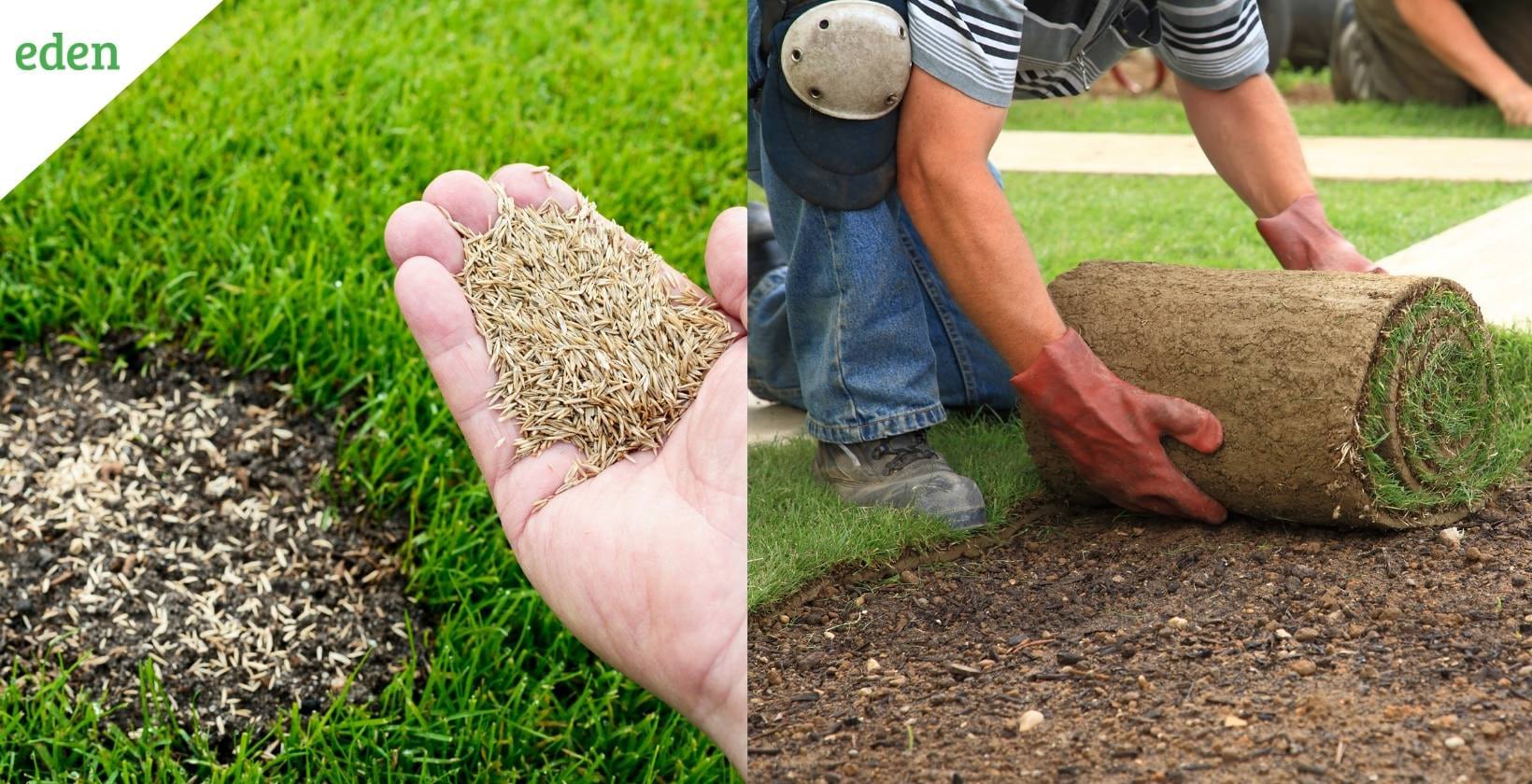 Seeding a online lawn