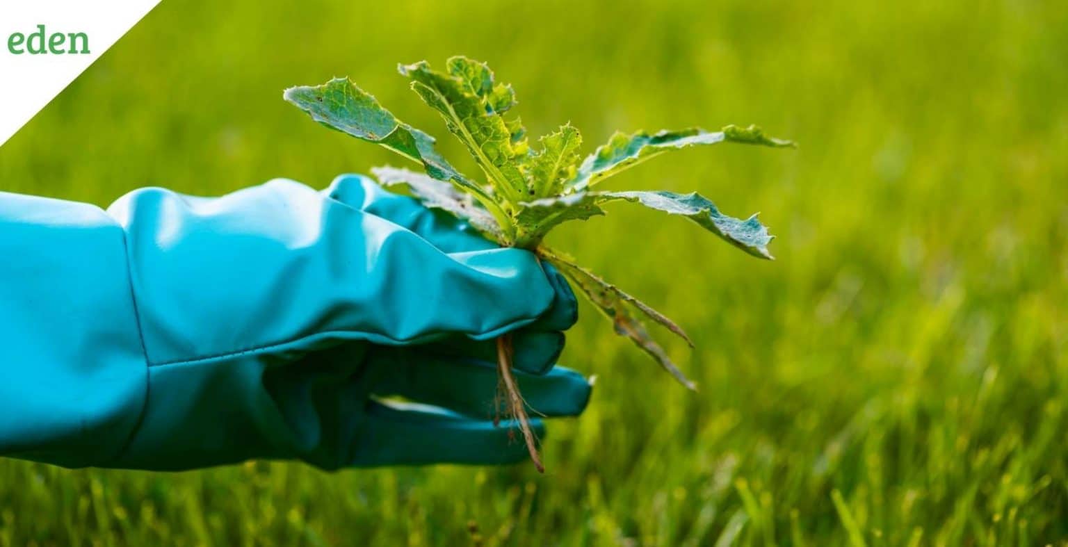 Best ways of preventing weeds in lawns Eden Lawn Care and Snow Removal