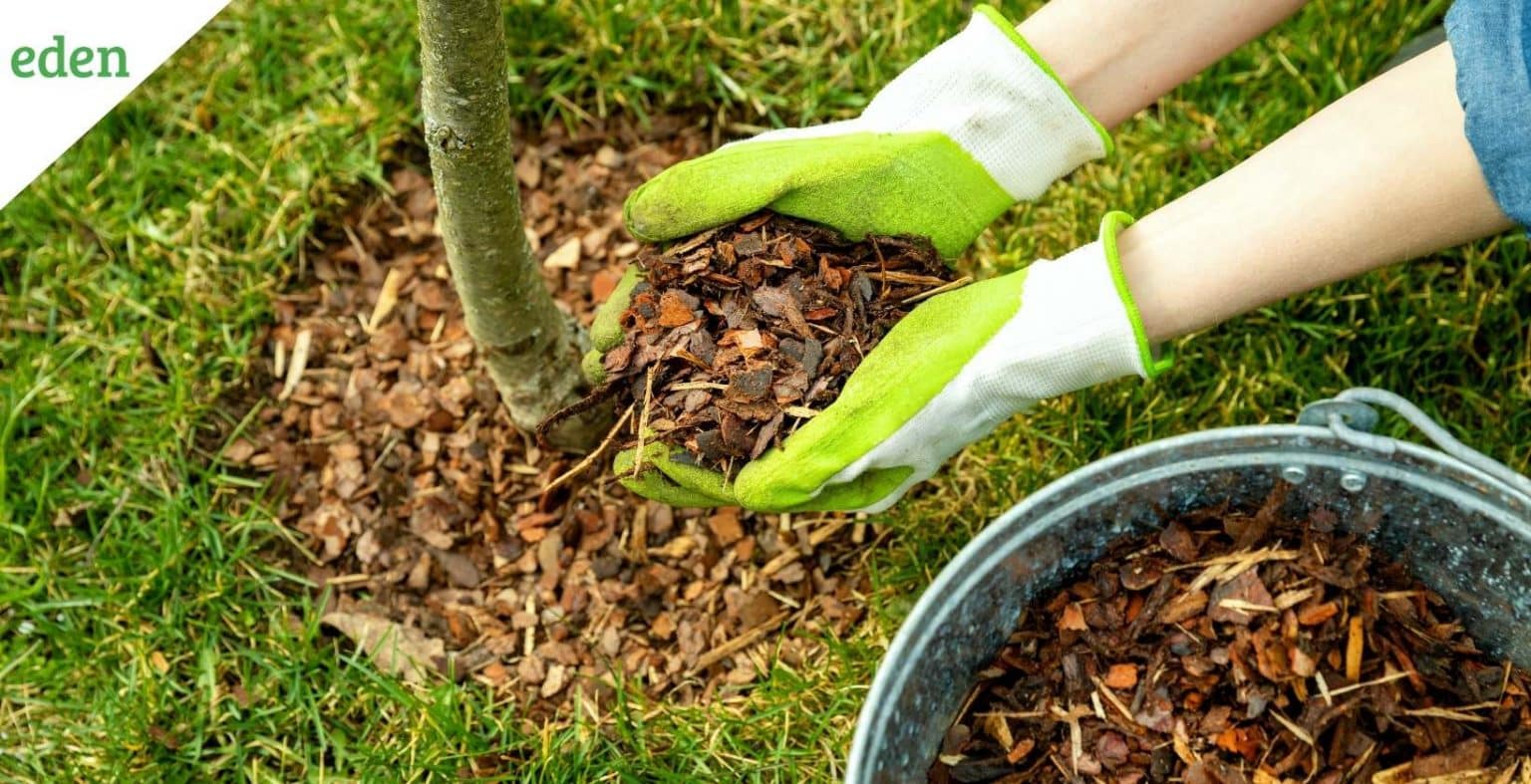How to Avoid the Worst Mulching Mistakes? Eden Lawn Care and Snow Removal