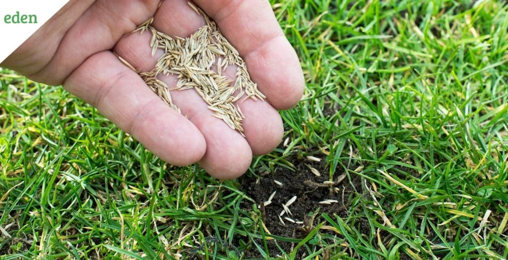 6 Steps to Plant Grass Seed in your Lawn Eden Lawn Care and Snow Removal