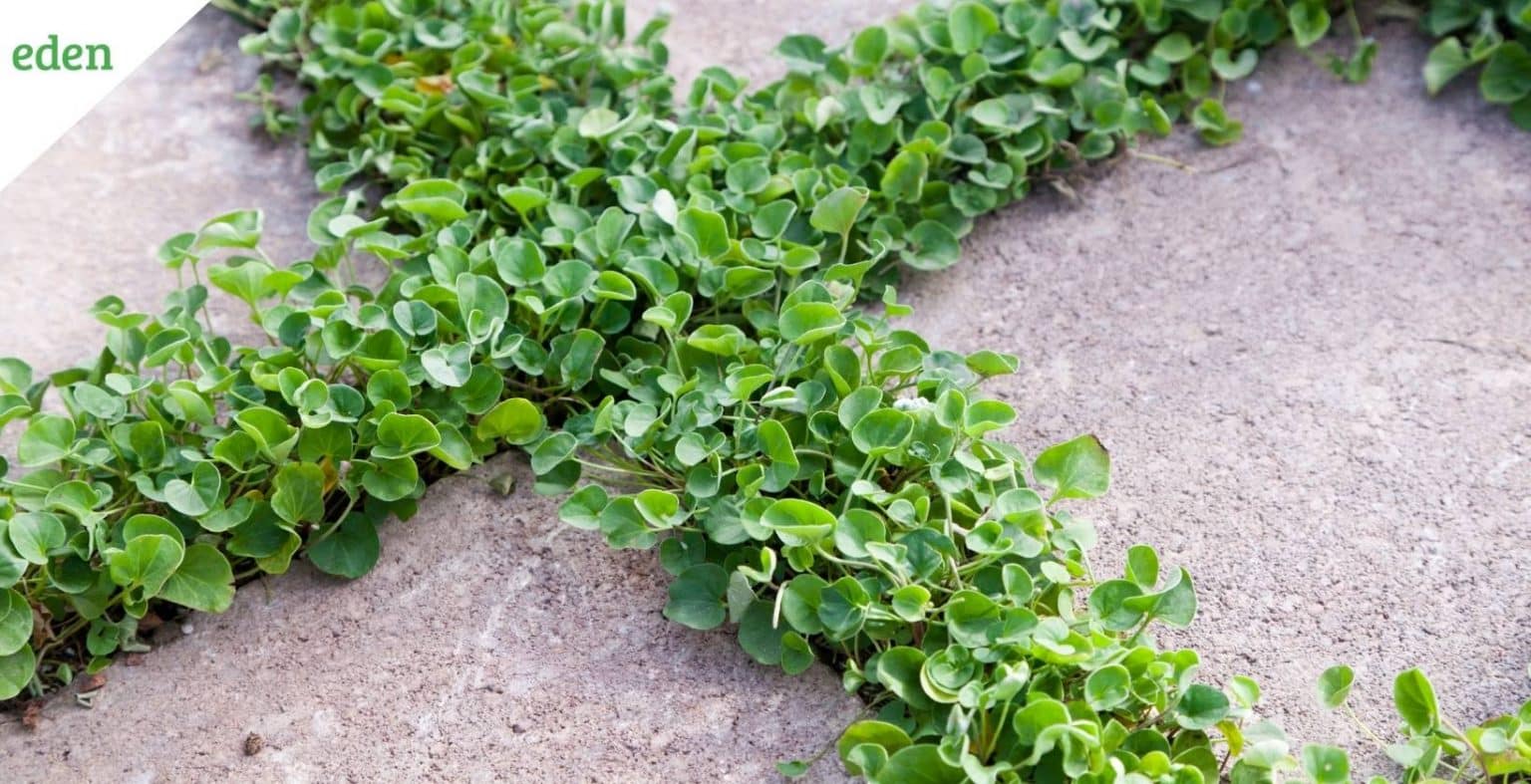 7 Best Ground Covers for Shade Eden Lawn Care and Snow Removal